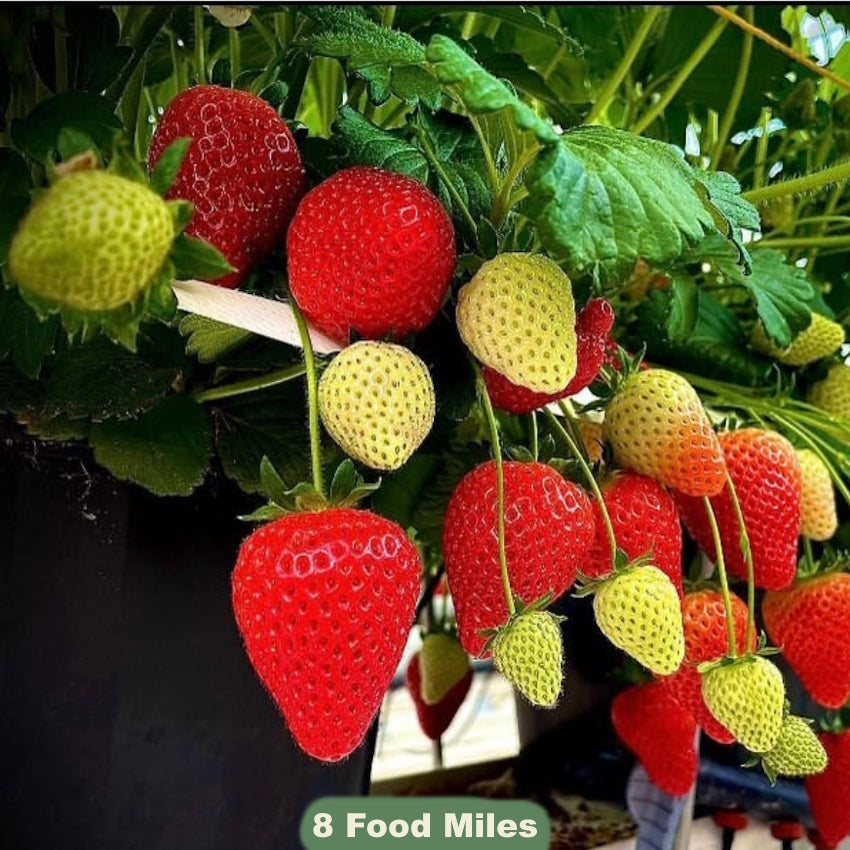 Kent Strawberries