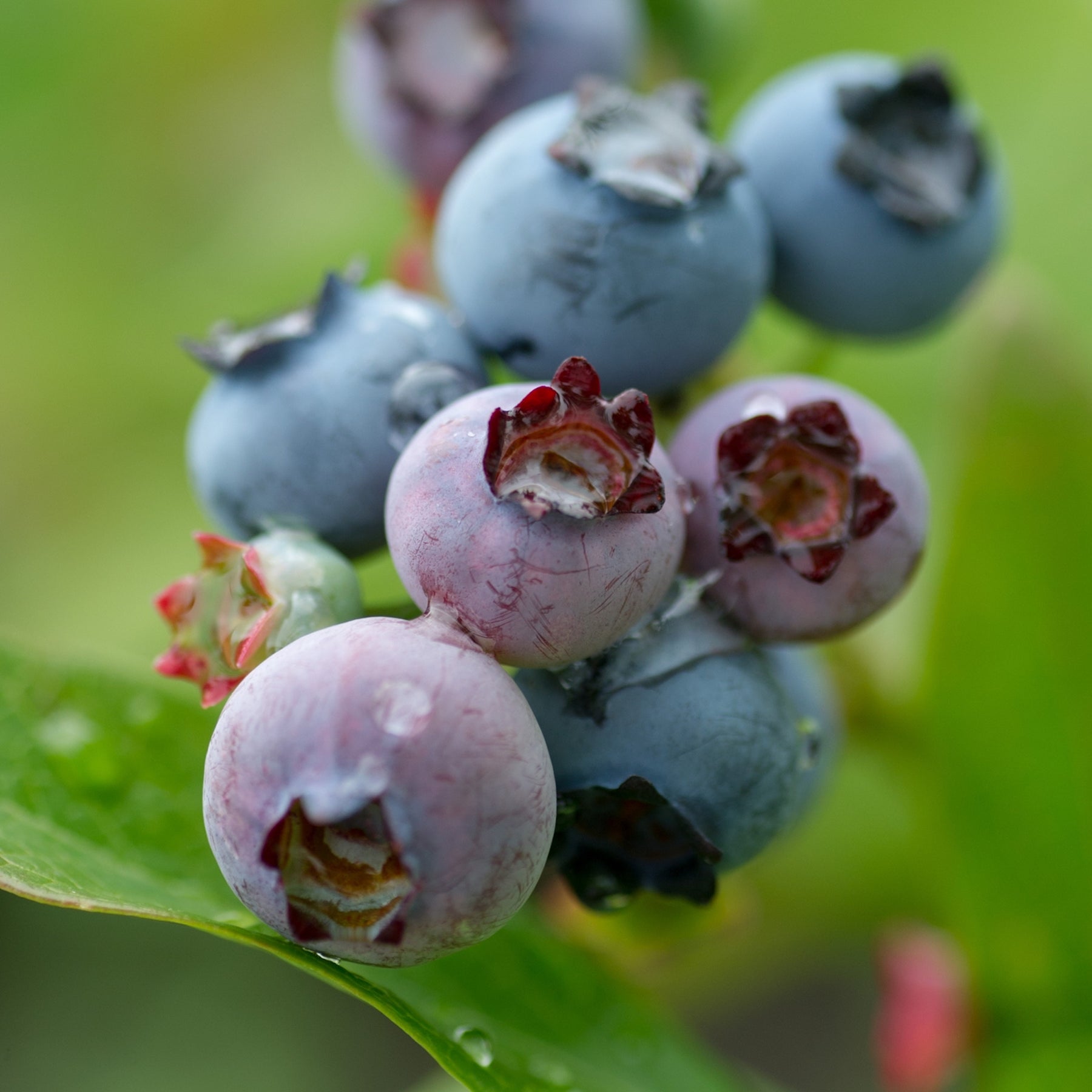 Kent Blueberries