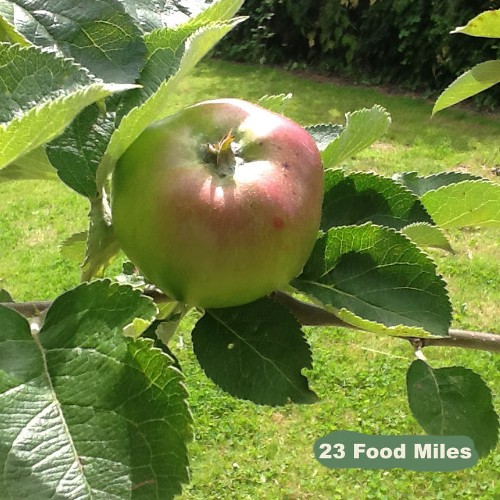 Bramley Cooking Apples 500g