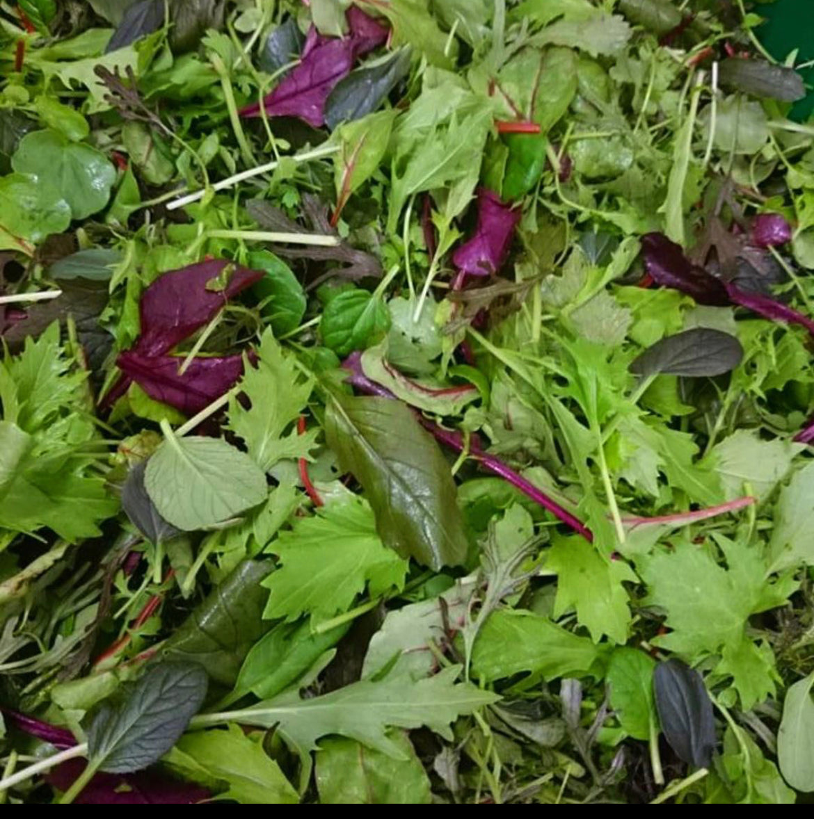 Mixed Salad Leaves 125g