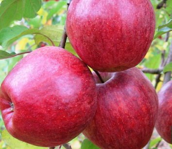 Fruit Box