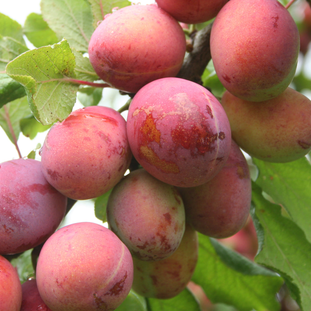 Kent Plums - 500g