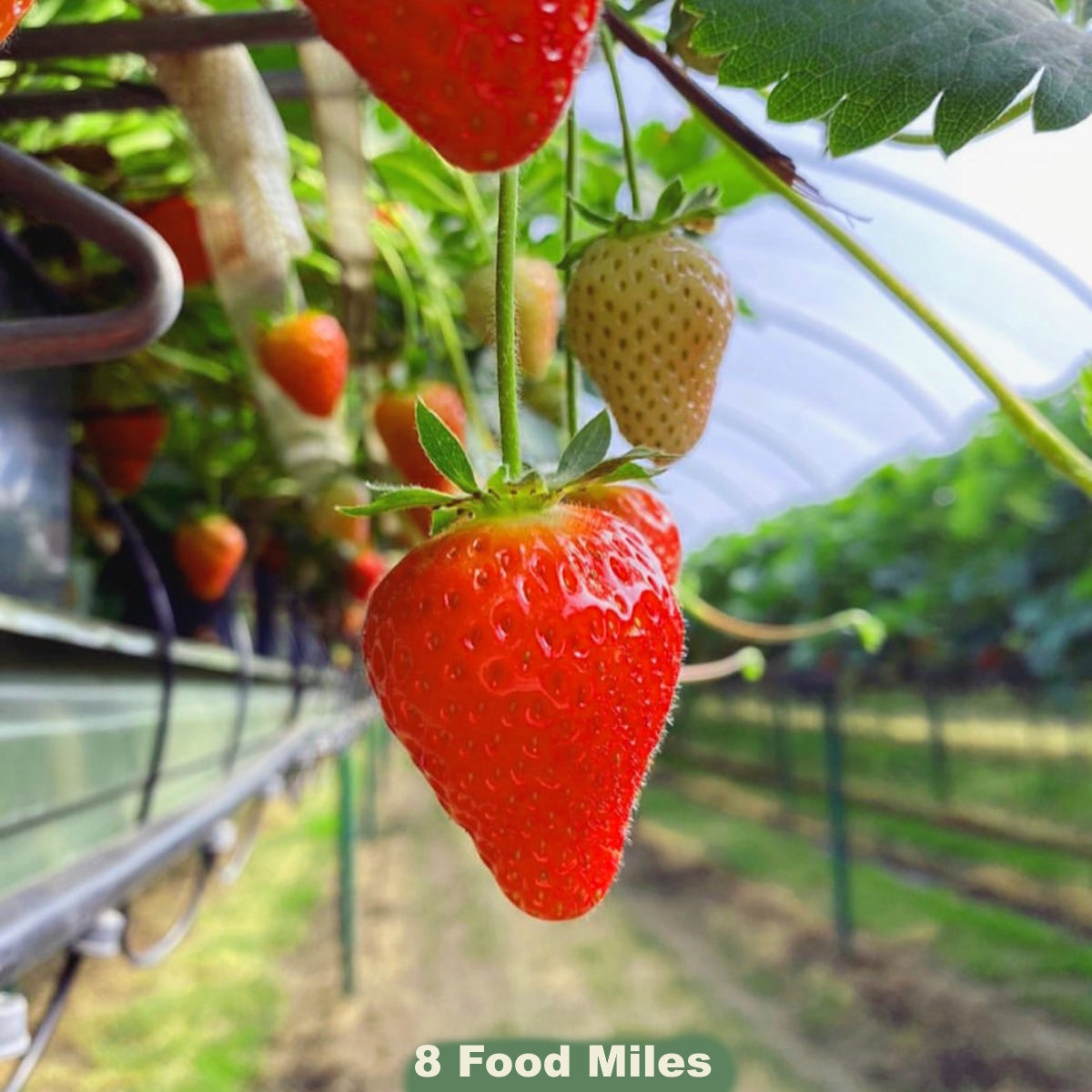 Fruit & Veg Boxes