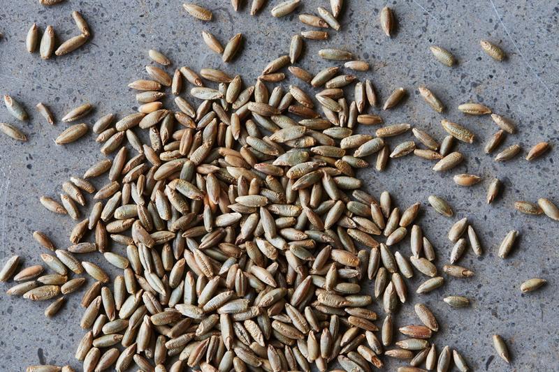 Beans, Pulses & Grains