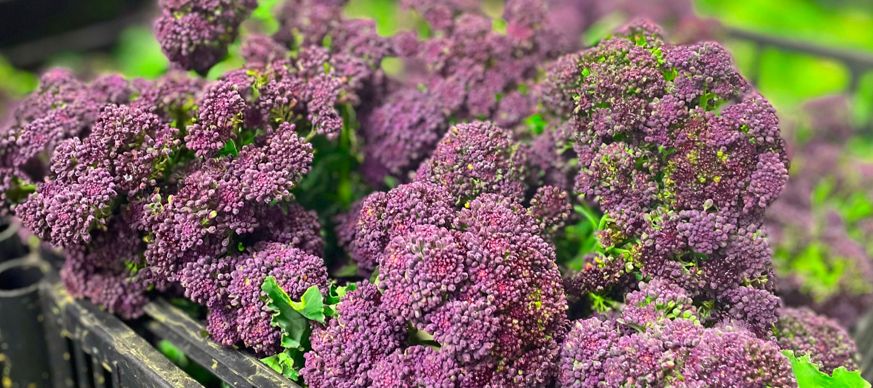 Our local purple sprouted broccoli
