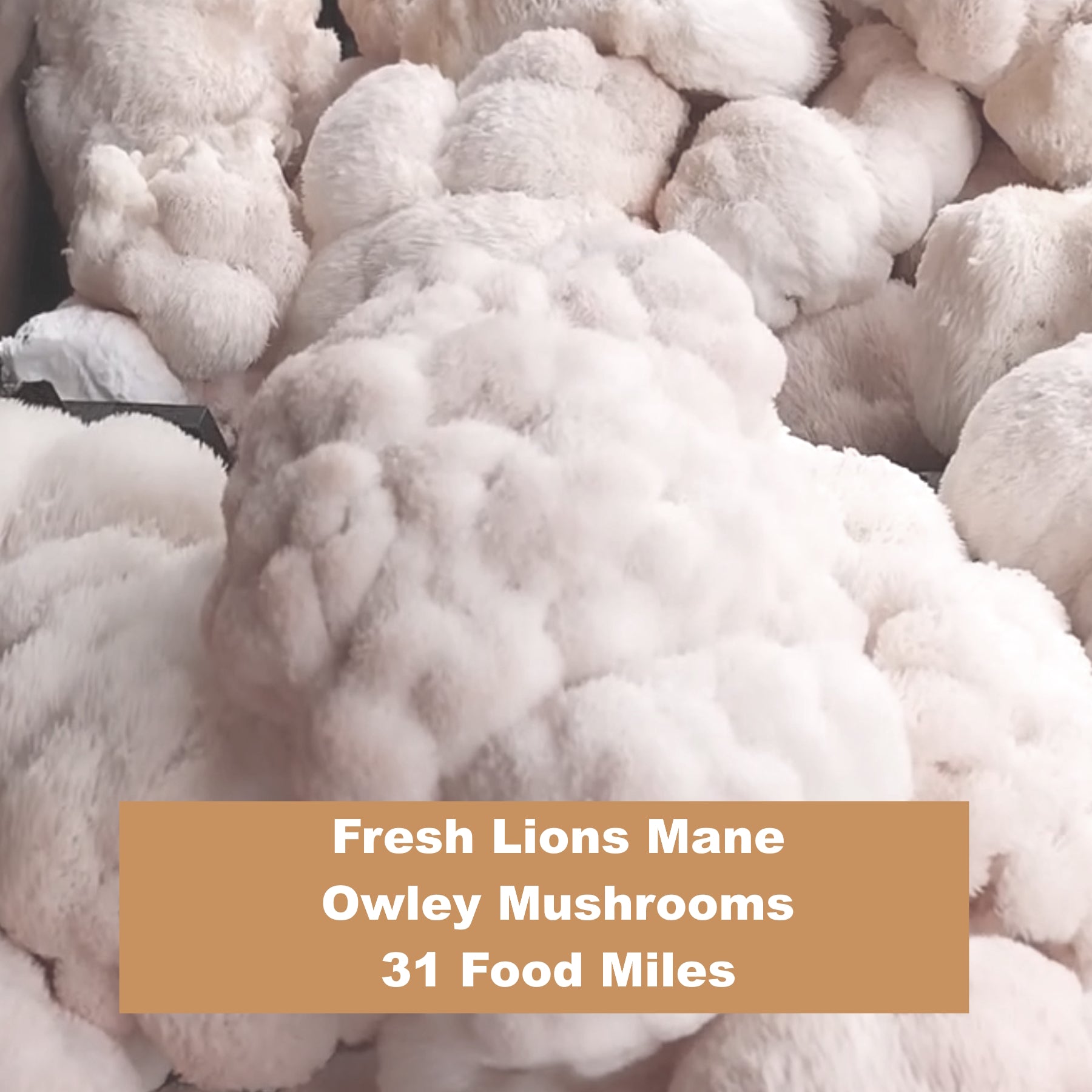 Lions Mane 200g