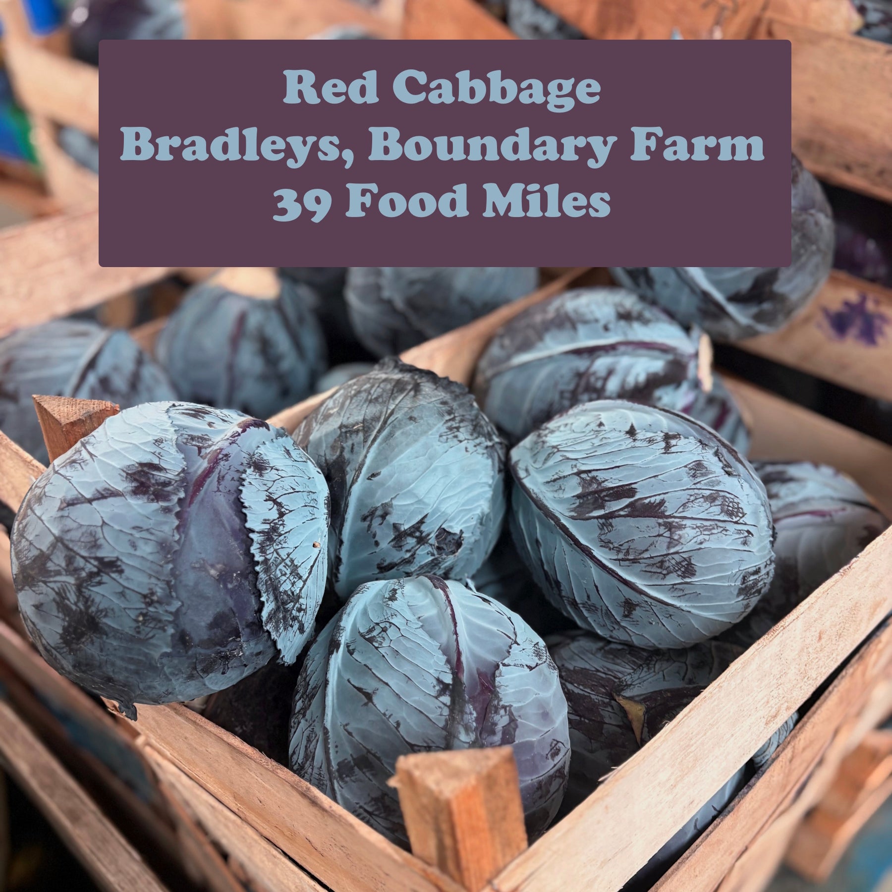 Red Cabbage