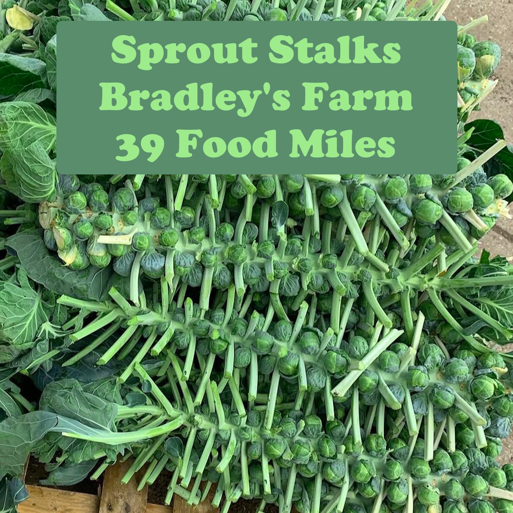 Sprout Stalk