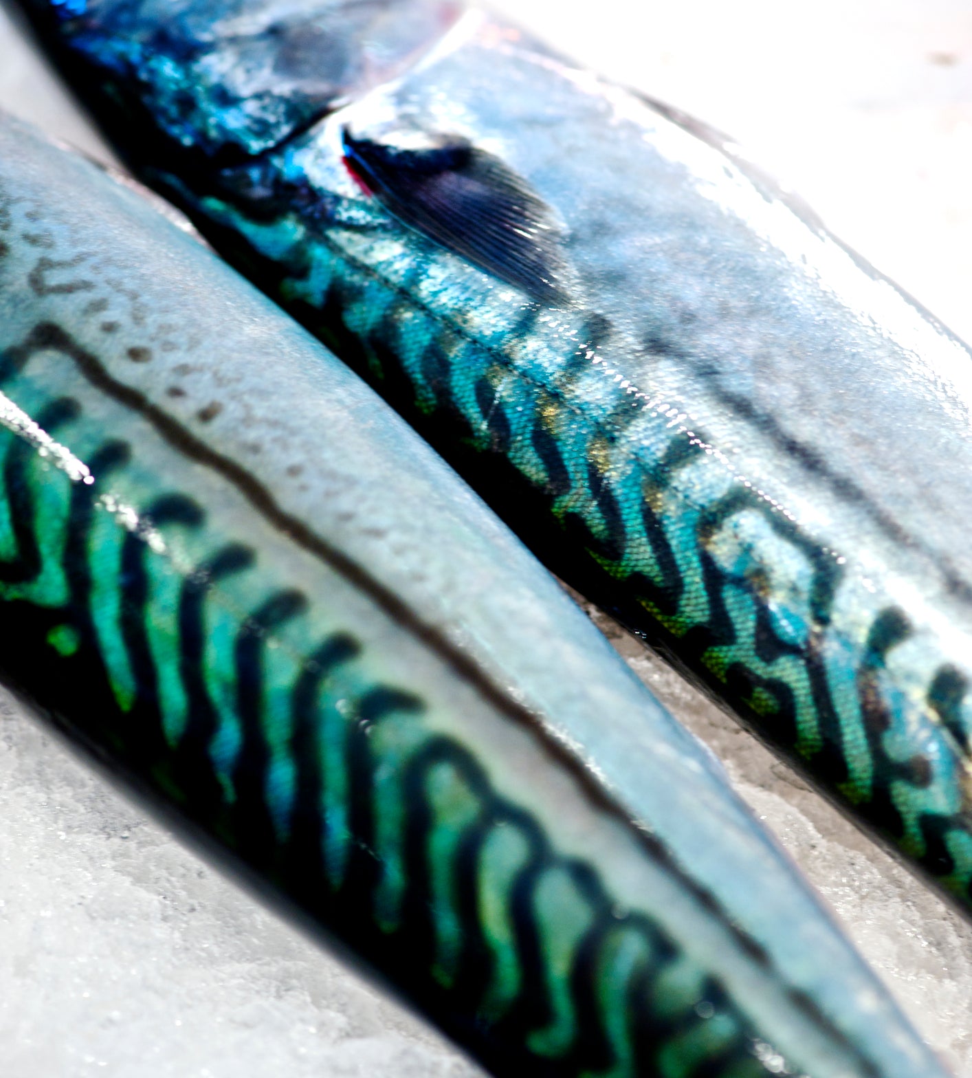 Mackerel Fillets x 2