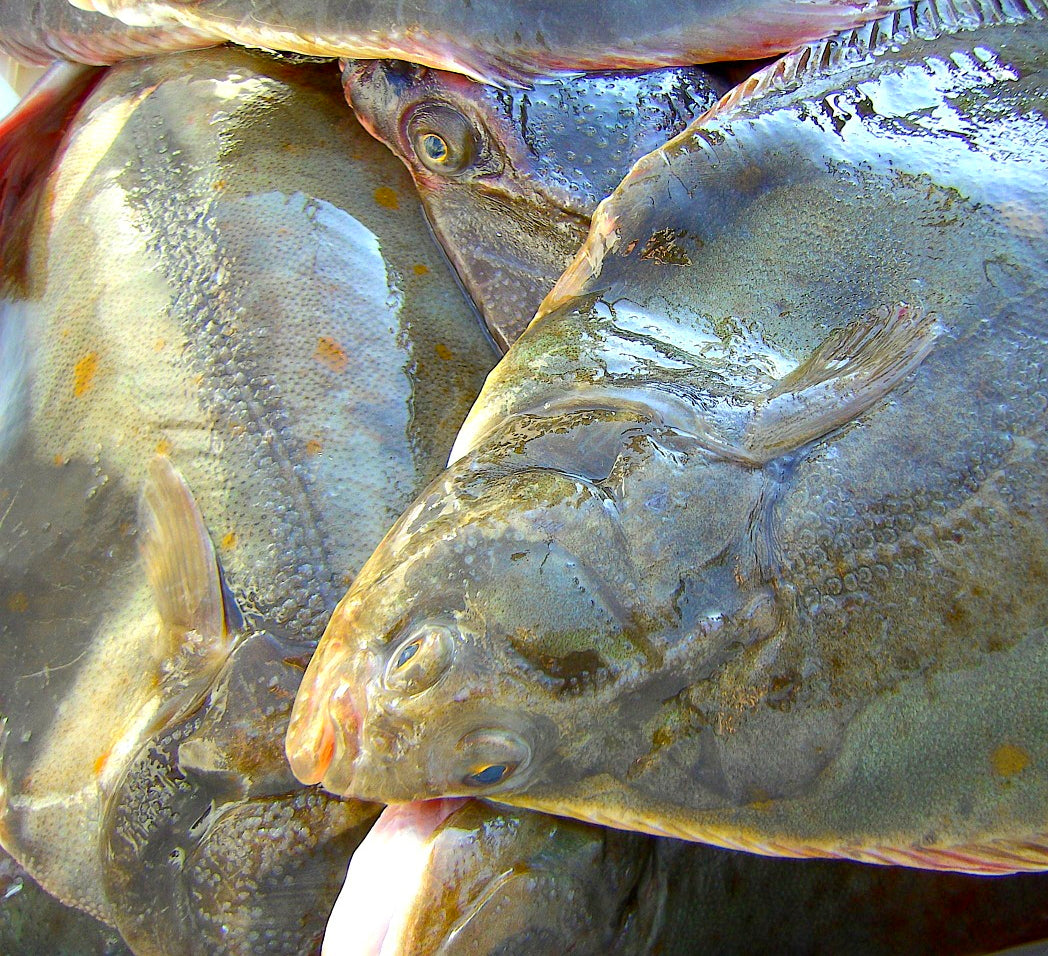 Local Large Plaice x1