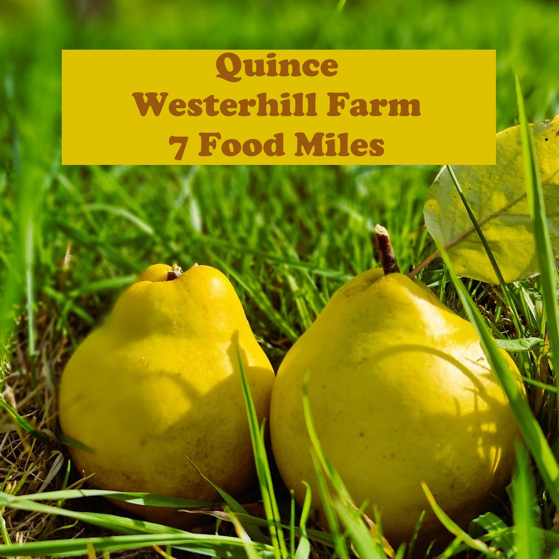 Quince - 1kg