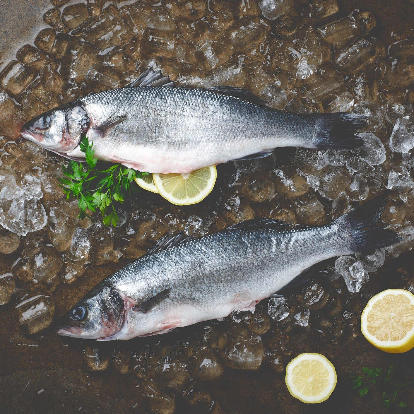4x Bass Fillets