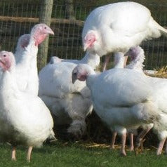 Turkey Boned & Rolled Additional Charge