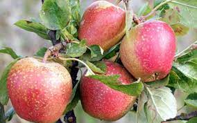Heritage Apples from Brogdale 500G