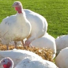 Turkey Crowning Additional Charge