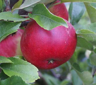 Heritage Apples from Brogdale 500G